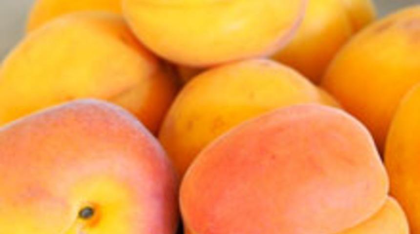 Kansere Karşı Kayısı