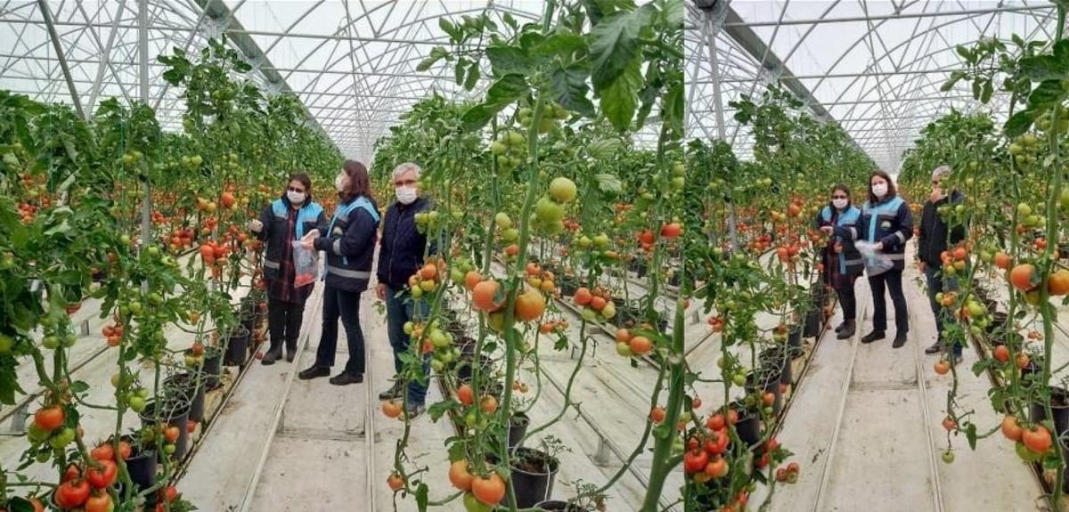 Sera domateslerinden numune alımı