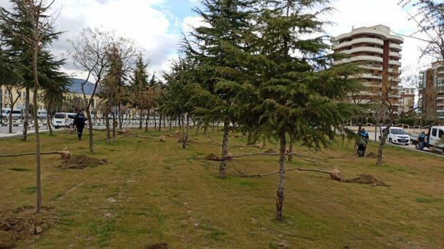 Manisa’da 3 günde tam 450 tane ağaç dikildi