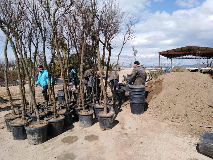 Manisa’da 3 günde tam 450 tane ağaç dikildi G2