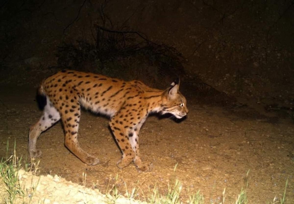 D&uuml;nya Yaban Hayatı G&uuml;n&uuml;