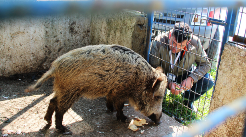 'Adını Ceyar koydum!' Domuz Ceyar’la belediye şoförünün dostluğu şaşkına çeviriyor