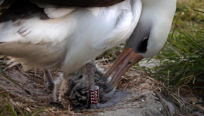 Dünyanın en yaşlı yabani kuşu, 70 yaşında bir kez daha anne oldu
