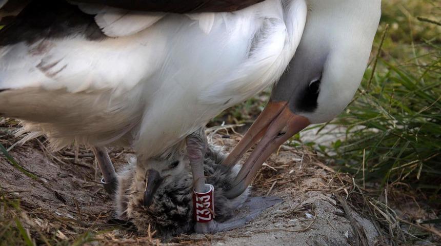 D&uuml;nyanın en yaşlı yabani kuşu, 70 yaşında bir kez daha anne oldu