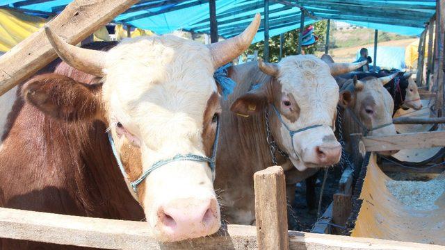 Hayvan sevkiyatında uyulacak kurallar açıklandı