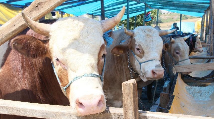 Hayvan sevkiyatında uyulacak kurallar a&ccedil;ıklandı