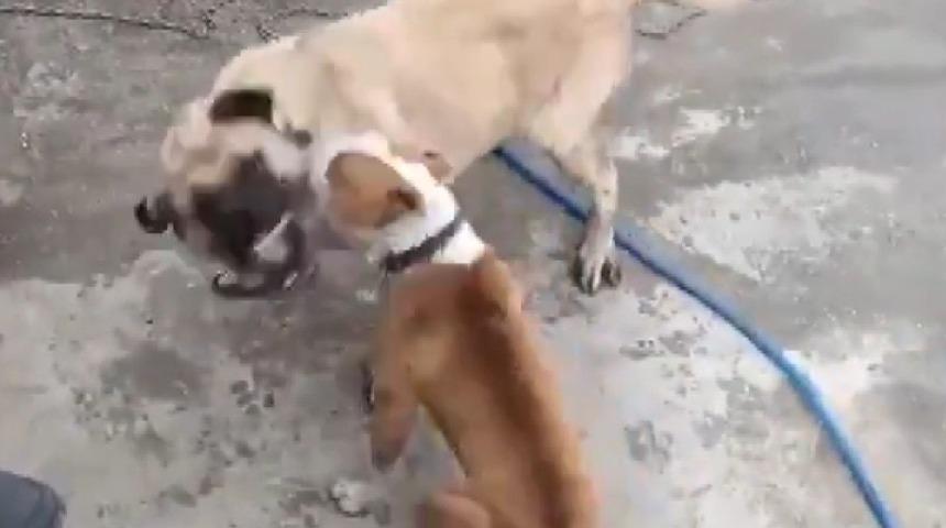 Konya&rsquo;da k&ouml;pek d&ouml;v&uuml;şt&uuml;ren 3 kişiye 50 bin lira ceza