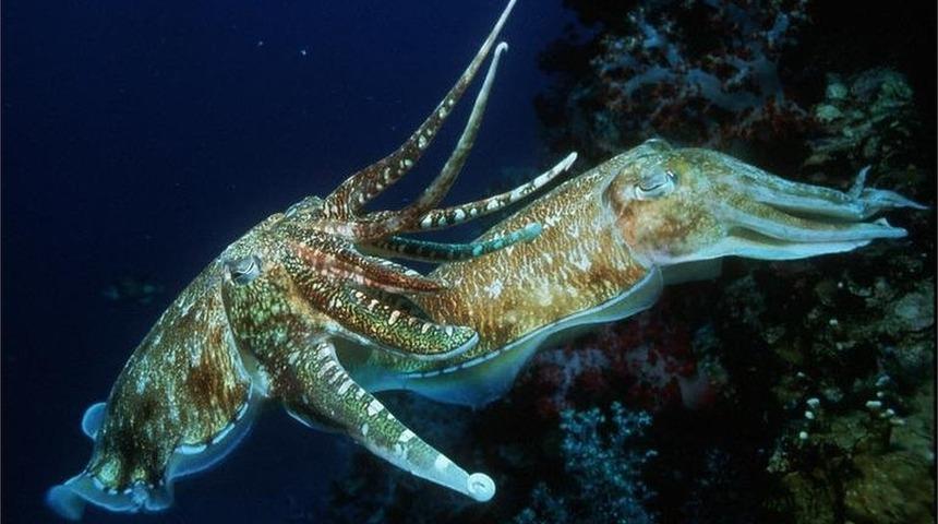 M&uuml;rekkep balıklarının iradelerini kontrol edebilecek şekilde evrim ge&ccedil;irdiği tespit edildi