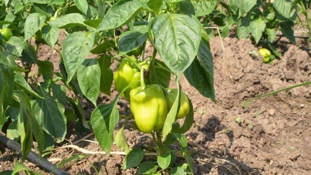 Fiyatı en fazla artan ürün dolmalık biber oldu