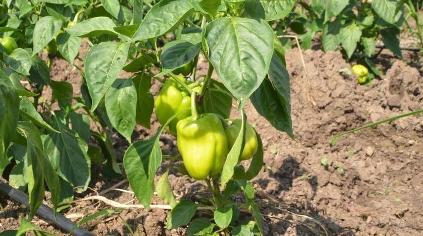 Fiyatı en fazla artan &uuml;r&uuml;n dolmalık biber oldu