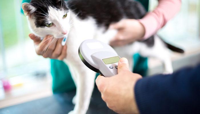 Evcil hayvan sahiplerine pasaport ve mikroçip zorunluluğu uyarısı