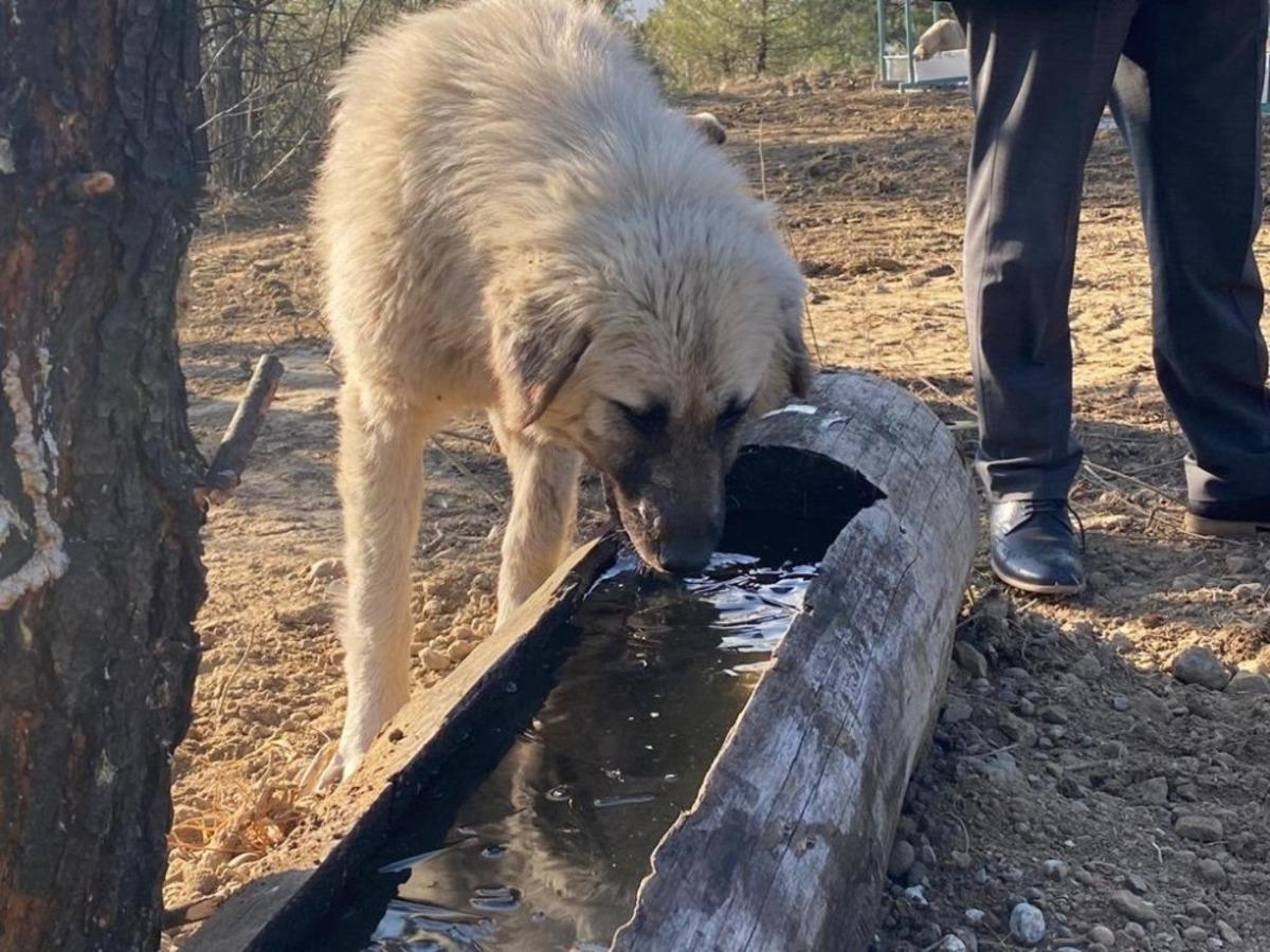 Sokak k&ouml;peklerine yem alanı yapıldı