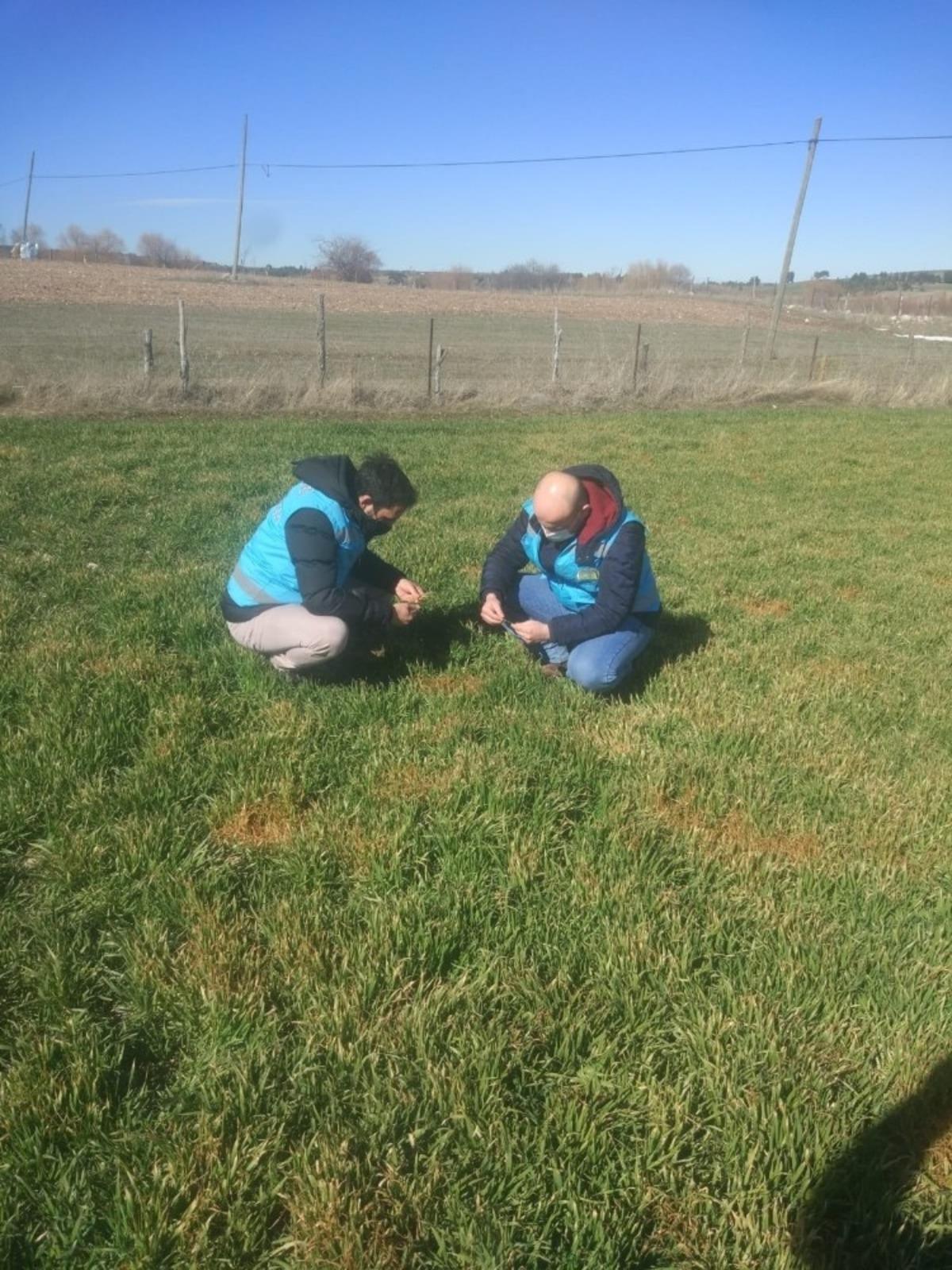&Ccedil;avdarhisar&rsquo;da arpa ve buğday ekili alanlar kontrol edildi