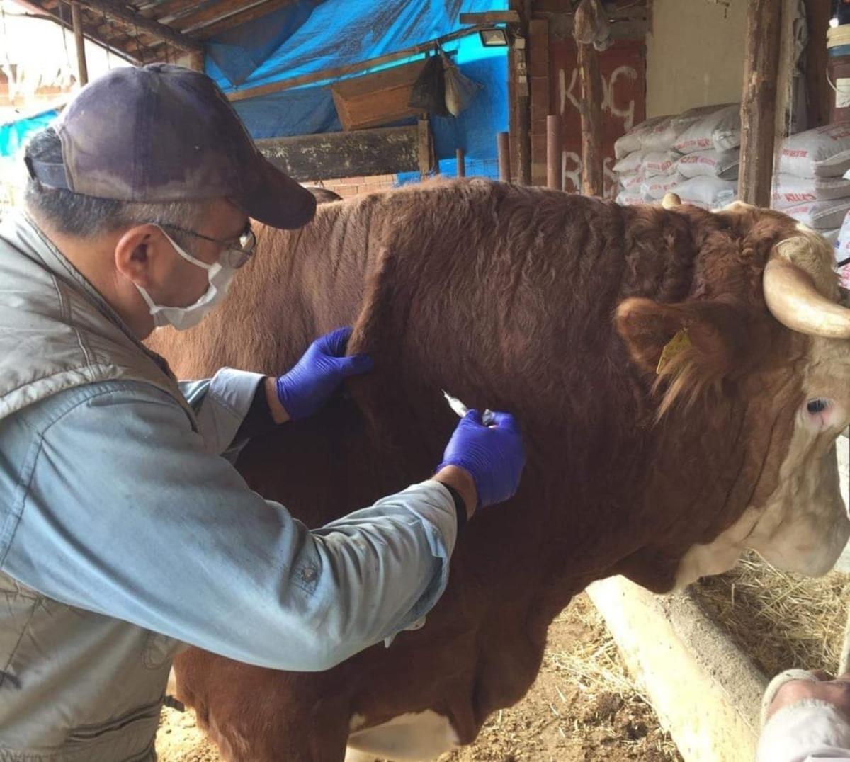 Emet&rsquo;te &rsquo;&rsquo;Şap ve brucella&rsquo;&rsquo; aşılama kampanyası