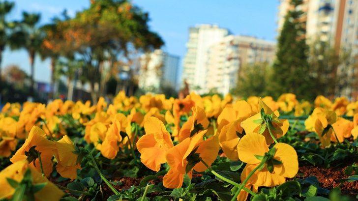 Mersin rengarenk çiçeklerle donatılıyor G4