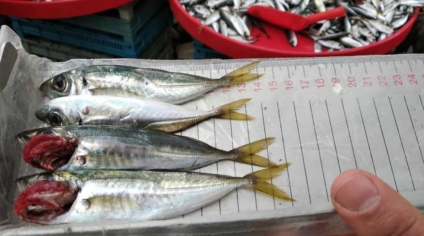 Balıklar boy boy denetleniyor