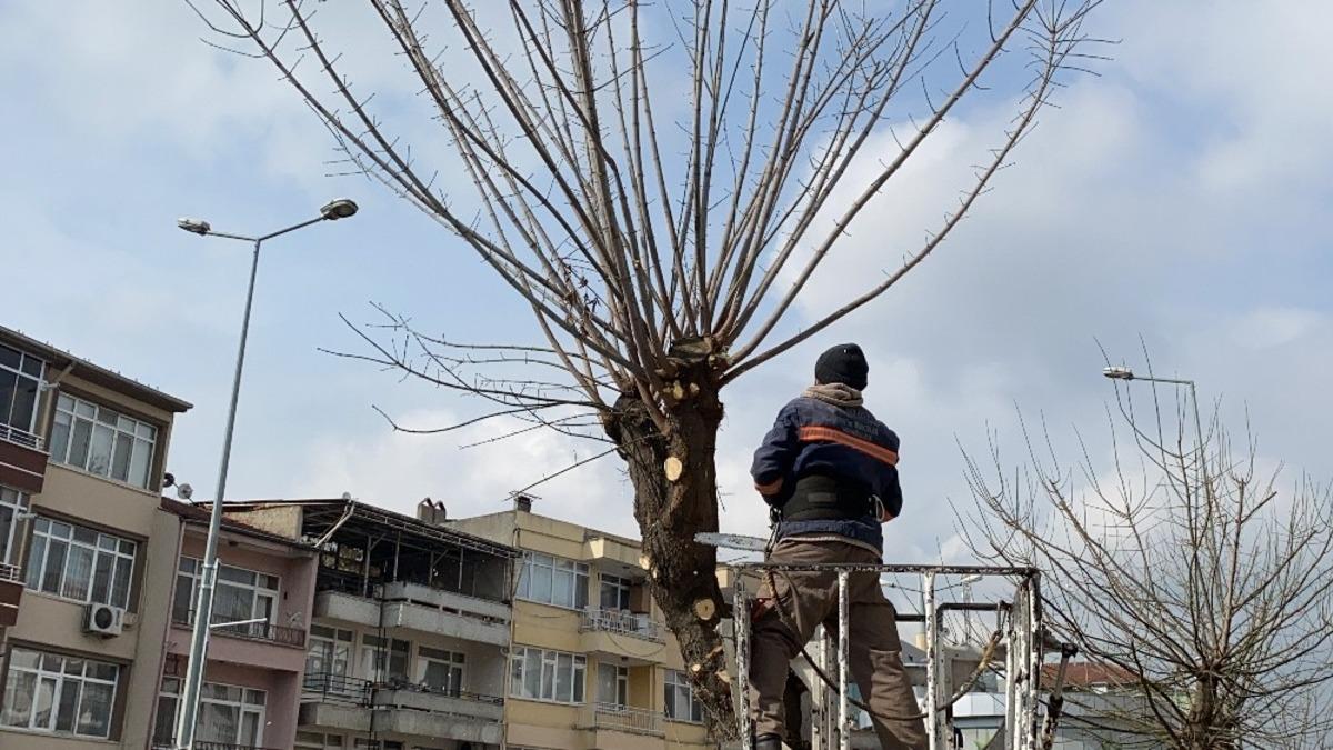 Ağa&ccedil;larda budamalar devam ediyor