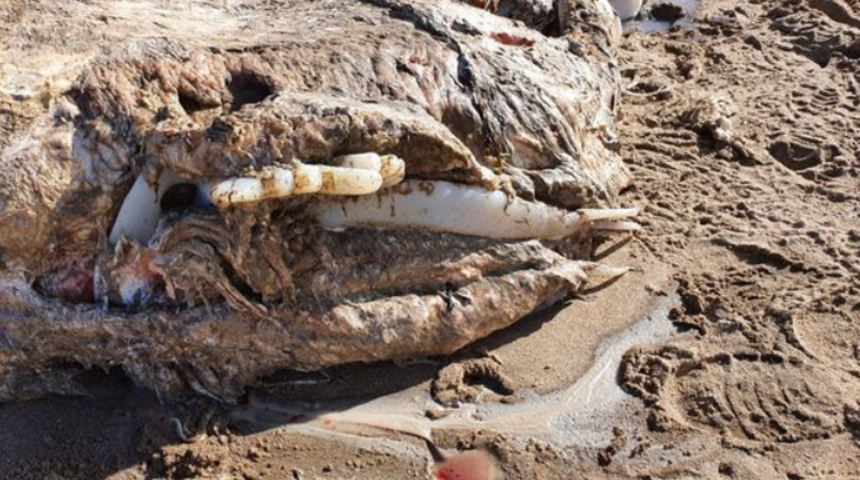 Plajdaki dev kütle şaşkına çevirdi! Başı yok, gövdesi parçalanmış halde kıyıya vurdu