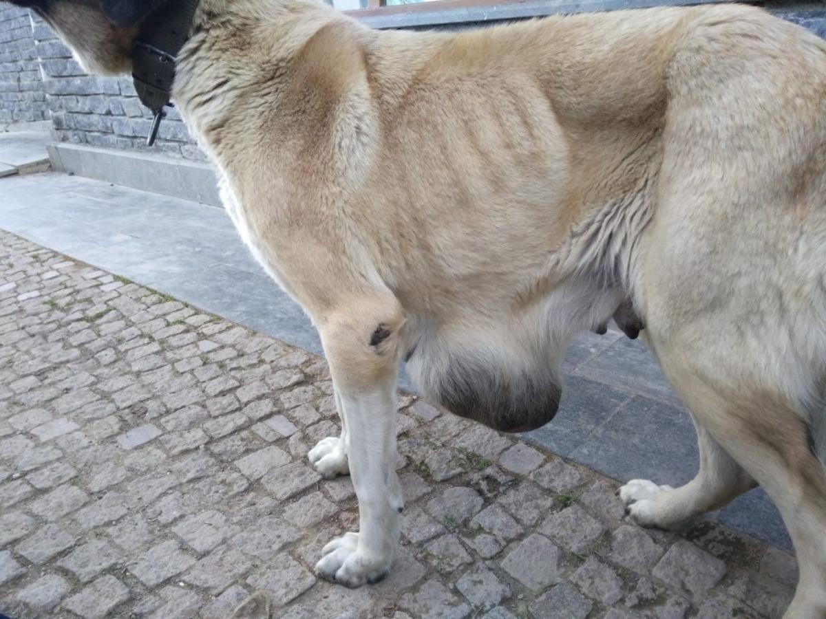 Hasta k&ouml;peğe B&uuml;y&uuml;kşehir sahip &ccedil;ıktı