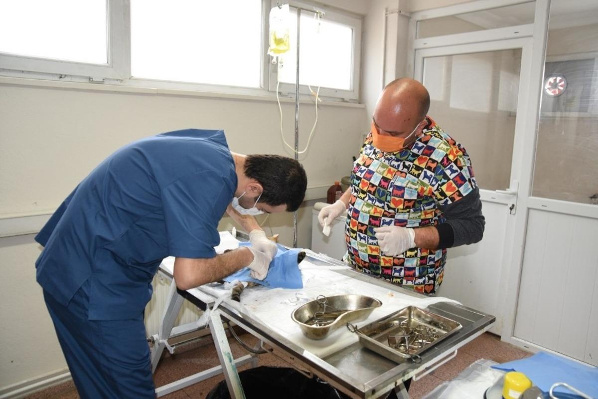 Edremit Belediyesi 7/24 sokak hayvanlarının yanında