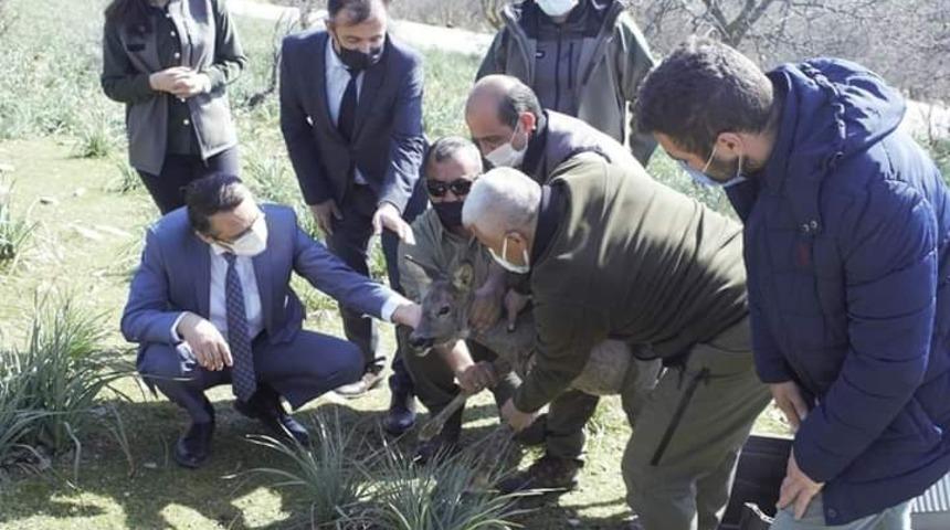 Tedavisi tamamlanan yavru karaca yeniden doğaya salındı