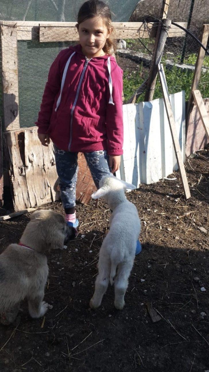 İmam yaralı köpeğe sahip çıktı G1