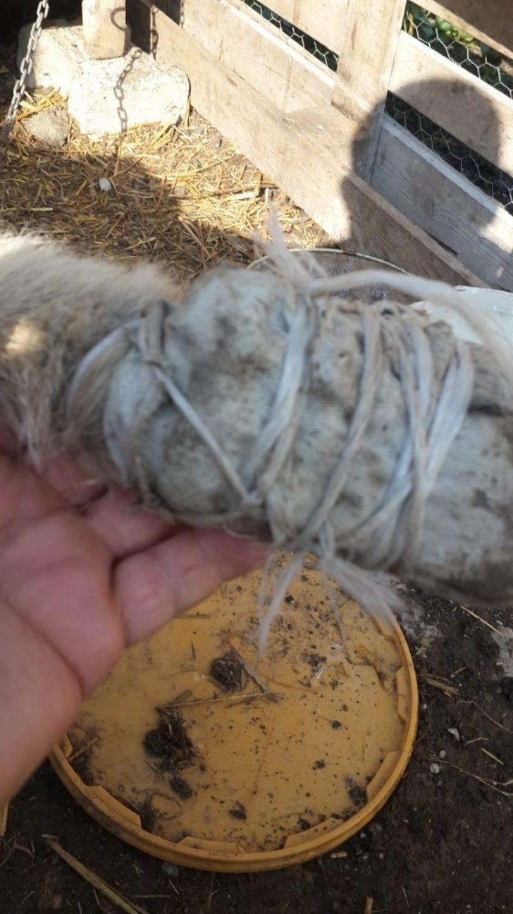 İmam yaralı köpeğe sahip çıktı G2