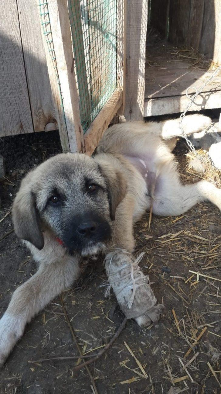 İmam yaralı köpeğe sahip çıktı G3