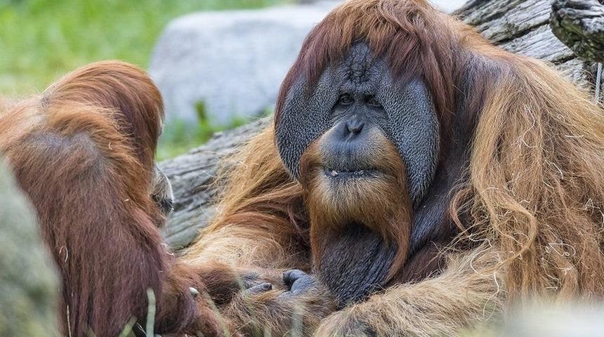 Korona aşısı ilk kez orangutan ve bonobolarda denendi!