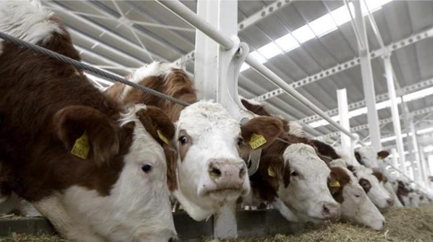 Erzincan&rsquo;da d&uuml;ve alım desteğine başvuruda bulunan 217 m&uuml;racaattan 43&rsquo;&uuml; kabul edildi