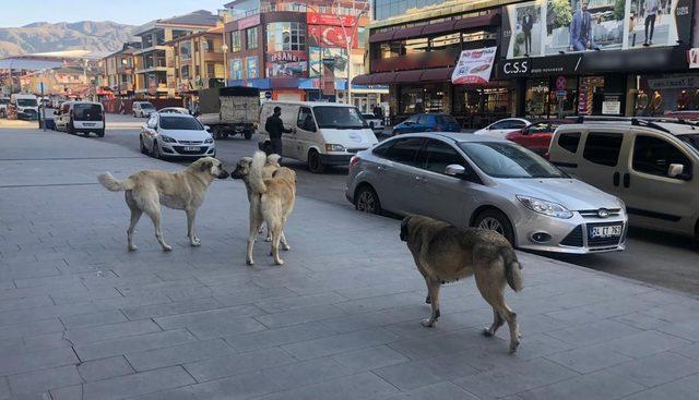 Erzincan’da sokak köpekleri tehlike saçıyor