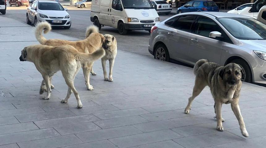 Erzincan&rsquo;da sokak k&ouml;pekleri tehlike sa&ccedil;ıyor