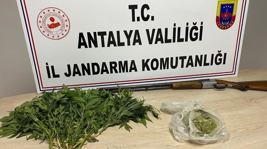 Domates serasında toz esrar ve kenevir bitkisi ele ge&ccedil;irildi