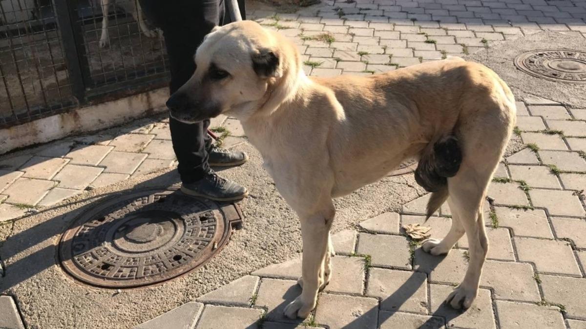 40 santimetrelik t&uuml;m&ouml;rden kurtulan sokak hayvanı sahiplenmeyi bekliyor