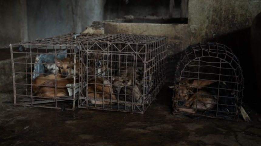 Gerçek bir dehşet evi! Bir milyon köpeğin ölümünden sorumlu mezbahaya kilit vuruldu