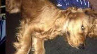 Emanet köpeğe cinsel istismar! İğrenç olay için istenen ceza belli oldu