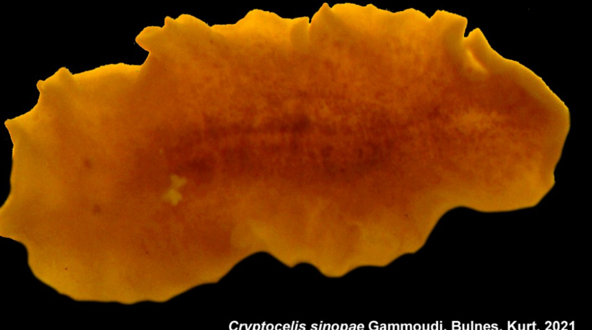 Heyecanlandıran keşif! Sinop’ta yeni bir deniz canlısı bulundu