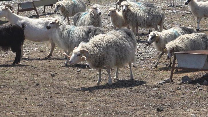 Çanakkale Birlik’ten çiğ süt raporu G2