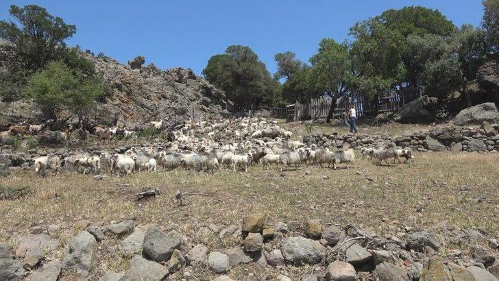 Çanakkale Birlik’ten çiğ süt raporu G3