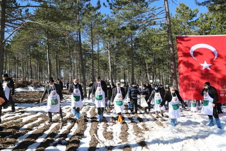 Karaçam tohumları toprakla buluştu G2