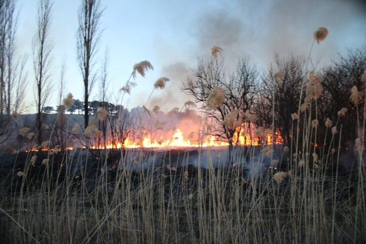 Domaniç’te sazlık alanda yangın çıktı G3