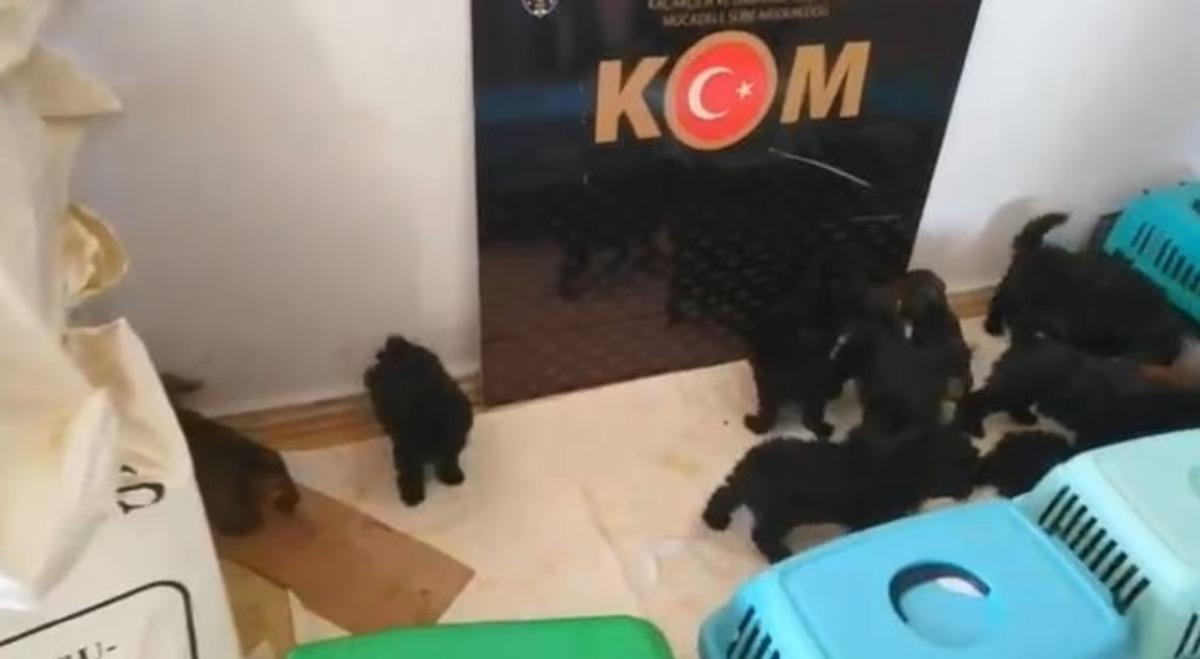 Ş&uuml;pheli ara&ccedil;tan &ccedil;ıkanlar şoke etti:  Yurtdışından getirdikleri 13 k&ouml;pek yavrusu koruma altına alındı