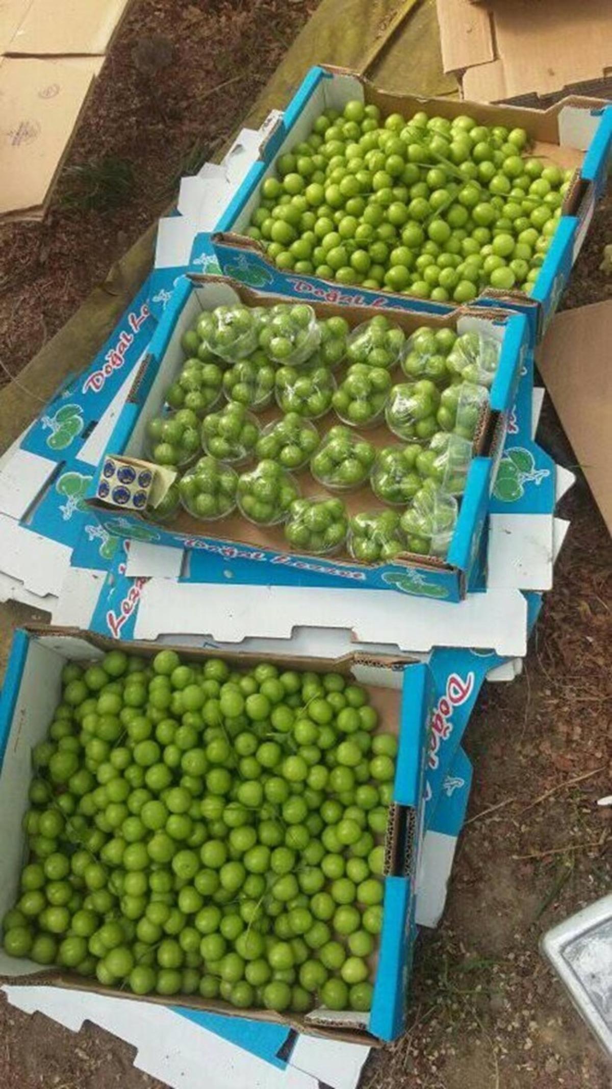 Mersin&rsquo;de erik hasadı başladı