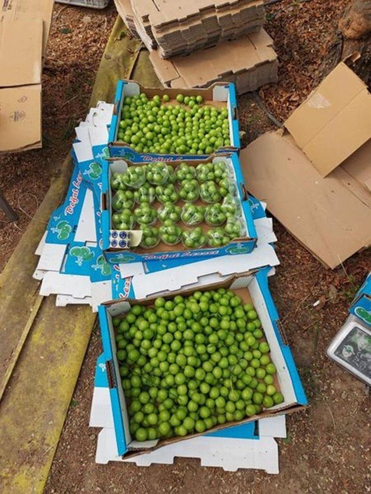 Mersin’de erik hasadı başladı G2