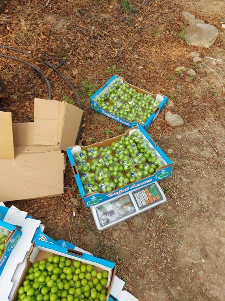 Mersin’de erik hasadı başladı G3