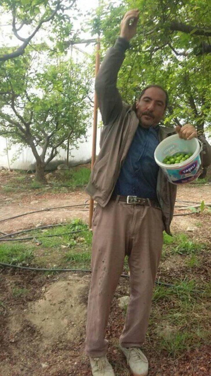 Mersin’de erik hasadı başladı G4