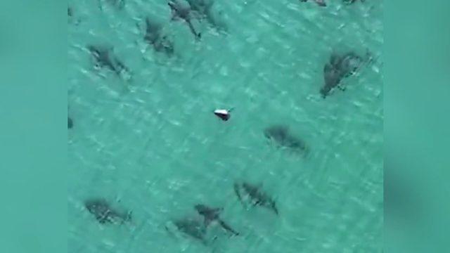 ABD’de sahile yaklaşan köpek balığı sürüsü böyle görüntülendi