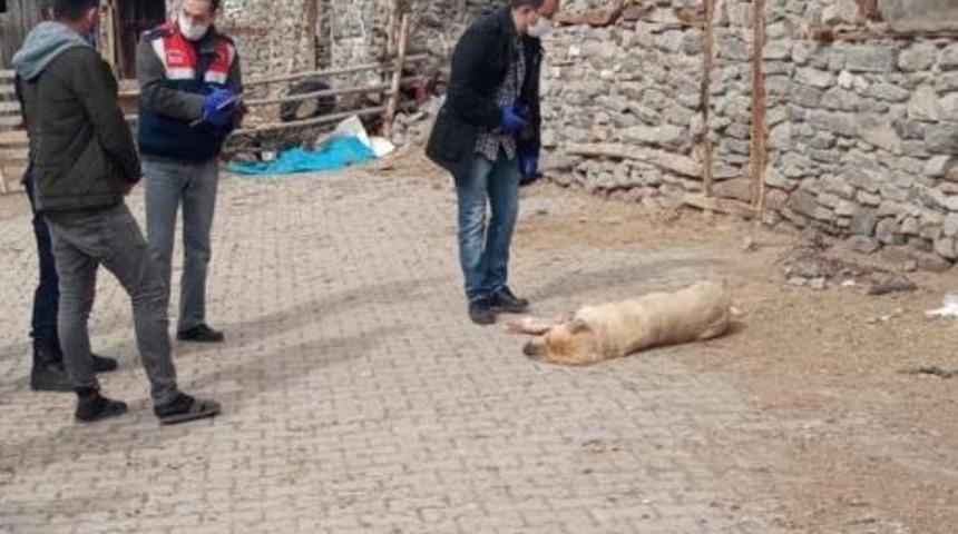 Sokak ortasında vurulan köpek otopsiye gönderildi