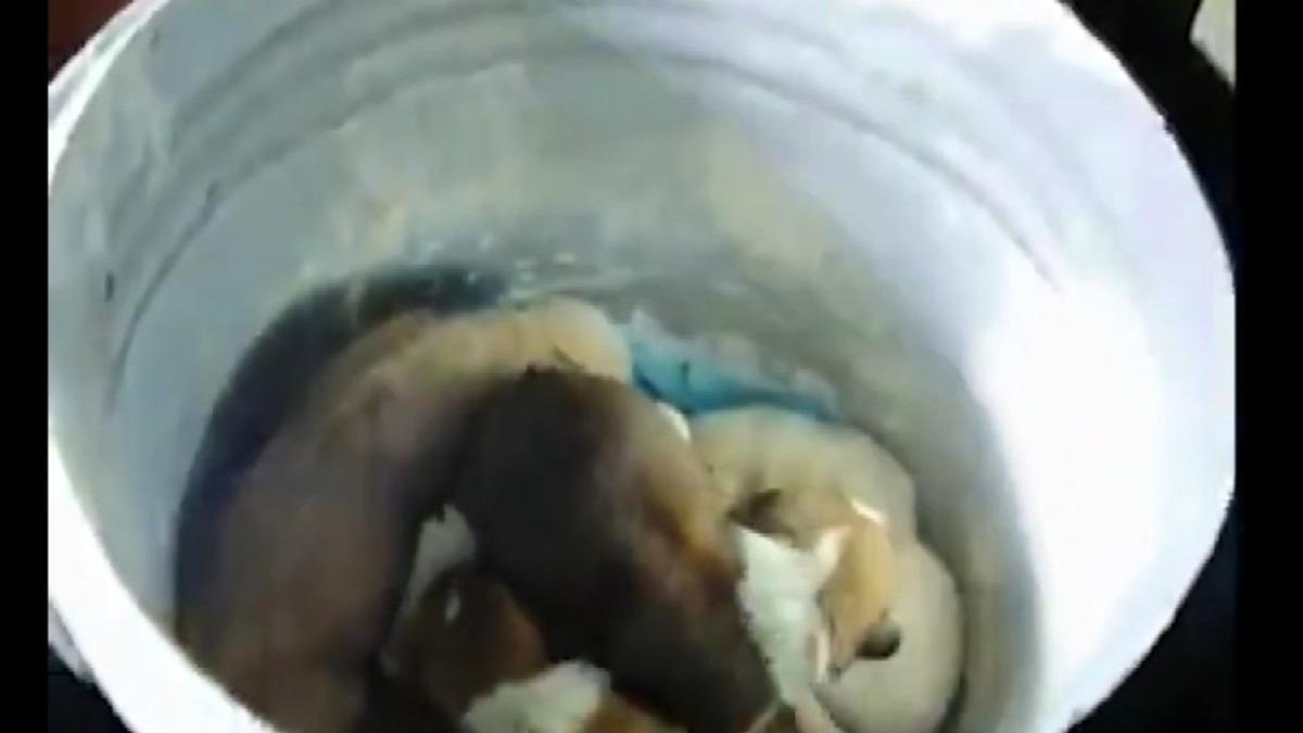 Beykoz&rsquo;da yeraltı &ccedil;&ouml;p konteynerine atılan 7 yavru k&ouml;pek, itfaiye tarafından kurtarıldı