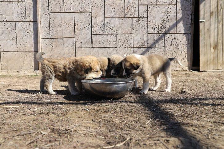 Annesiz kalan 7 yavru köpeği başka bir anne köpek sahiplendi G2